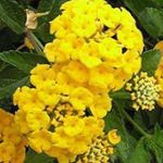 fotografie Záhradné kvety Lantana , žltá