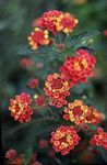 Photo les fleurs du jardin Lantana , rouge