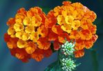 fotografie Záhradné kvety Lantana , oranžový