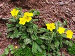 foto Flores do Jardim Cinquefoil (Potentilla), amarelo