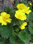 Nuotrauka Sodo Gėlės Sidabražolės (Potentilla), geltonas