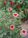 снимка Градински цветове Cinquefoil (Potentilla), розов