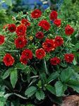 Foto Gartenblumen Fingerkraut (Potentilla), rot