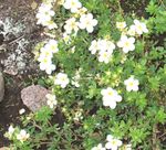 Foto Gartenblumen Fingerkraut (Potentilla), weiß