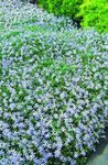 Foto Flores de jardín Laurentia (Isotoma), azul claro