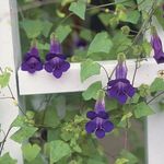 Фото Садовые Цветы Азарина (Маурандия) (Asarina), фиолетовый