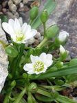 Bilde Hage blomster Lewisia, Klippe Maids, Siskiyou Lewisia, Siskiyou Bitter , hvit