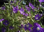 zdjęcie Ogrodowe Kwiaty Leguziya Lustro Wenus (Legousia speculum-veneris), purpurowy
