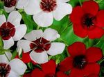 Foto Gartenblumen Scharlach Flachs, Roter Lein, Blühenden Flachs (Linum grandiflorum), rot