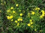 foto I fiori da giardino Linum Perenne , giallo