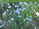 φωτογραφία Λουλούδια κήπου Linum Πολυετή , γαλάζιο