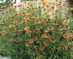 fotografija Vrtno Cvetje Levji Uho, Levji Rep, Wild Dagga (Leonotis leonurus), oranžna