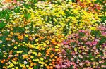 fotografija Vrtno Cvetje Lažne Otroške Zvezde (Leptosiphon), rumena