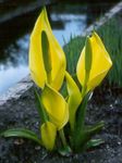 foto Flores do Jardim Amarelo Skunk Repolho (Lysichiton), amarelo