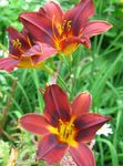 სურათი ბაღის ყვავილები Daylily (Hemerocallis), წითელი