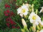 Foto Gartenblumen Taglilie (Hemerocallis), weiß