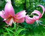 照 园林花卉 百合的亚洲百合 (Lilium), 粉红色