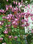 Photo Garden Flowers Martagon Lily, Common Turk's Cap Lily (Lilium), pink