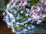 照 园林花卉 磨边半边莲，每年半边莲，半边莲尾随 (Lobelia), 浅蓝