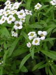 fotografie Záhradné kvety Sweet Alyssum, Sladká Alison, Prímorskou Lobularia (Lobularia maritima), biely