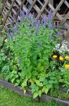 снимка Градински цветове Agastache, Хибридна Анасон Исоп, Мексикански Мента , светло синьо