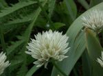 Foto Gartenblumen Zierl (Allium), weiß