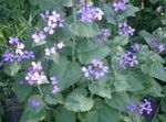 Photo bláthanna gairdín Plandaí Airgead, Macántacht, Bolbonac, Moonwort, Dollar Airgead (Lunaria), lilac