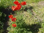 снимка Градински цветове Ориенталски Мак (Papaver orientale), червен