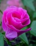 Foto Gartenblumen Malope (Malope trifida), rosa