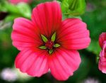 fotografie Zahradní květiny Malope (Malope trifida), červená