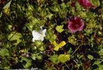 fotografie Zahradní květiny Malope (Malope trifida), bílá