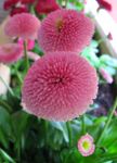 fotografija Vrtno Cvetje Bellis Daisy, Angleški Daisy, Travnik Daisy, Bruisewort (Bellis perennis), roza