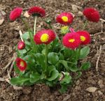 fotografie Záhradné kvety Bellis Sedmokráska, Anglicky Sedmokráska, Trávnik Sedmokráska, Bruisewort (Bellis perennis), červená
