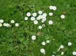Foto Flores de jardín Bellis Margarita, Margarita Inglés, Césped Margarita, Bruisewort (Bellis perennis), blanco