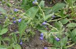 Photo les fleurs du jardin Pulmonaire (Pulmonaria), bleu