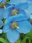 Photo Garden Flowers Himalayan blue poppy (Meconopsis), light blue