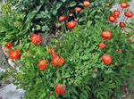 fotografie Zahradní květiny Himálajský Modrý Mák (Meconopsis), červená