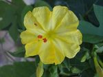fotografie Záhradné kvety Štyri Hodiny Zázrak Peru (Mirabilis jalapa), žltá
