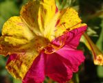 fotografie Záhradné kvety Štyri Hodiny Zázrak Peru (Mirabilis jalapa), fialový
