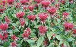 Photo les fleurs du jardin Mélisse, Bergamote Sauvage (Monarda), rouge