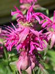 φωτογραφία Λουλούδια κήπου Μέλισσα Βάλσαμο, Άγριο Περγαμόντο (Monarda), ροζ