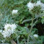 フォト 庭の花 緋色Monardella、ハチドリコヨーテミント , ホワイト