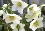 снимка Градински цветове Коледна Роза, Постна Роза (Helleborus), бял