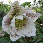 Foto Have Blomster Julerose, Fastetiden Rose (Helleborus), hvid