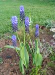 Photo Garden Flowers Grape hyacinth (Muscari), light blue