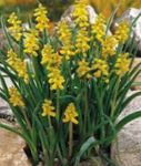 Photo les fleurs du jardin Jacinthe De Raisin (Muscari), jaune