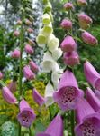Foto Gartenblumen Fingerhut (Digitalis), rosa