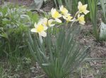 Photo bláthanna gairdín Lus An Chromchinn (Narcissus), bán