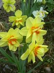 Foto Dārza Ziedi Narcise (Narcissus), dzeltens
