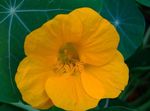 снимка Градински цветове Латинка (Tropaeolum), жълт